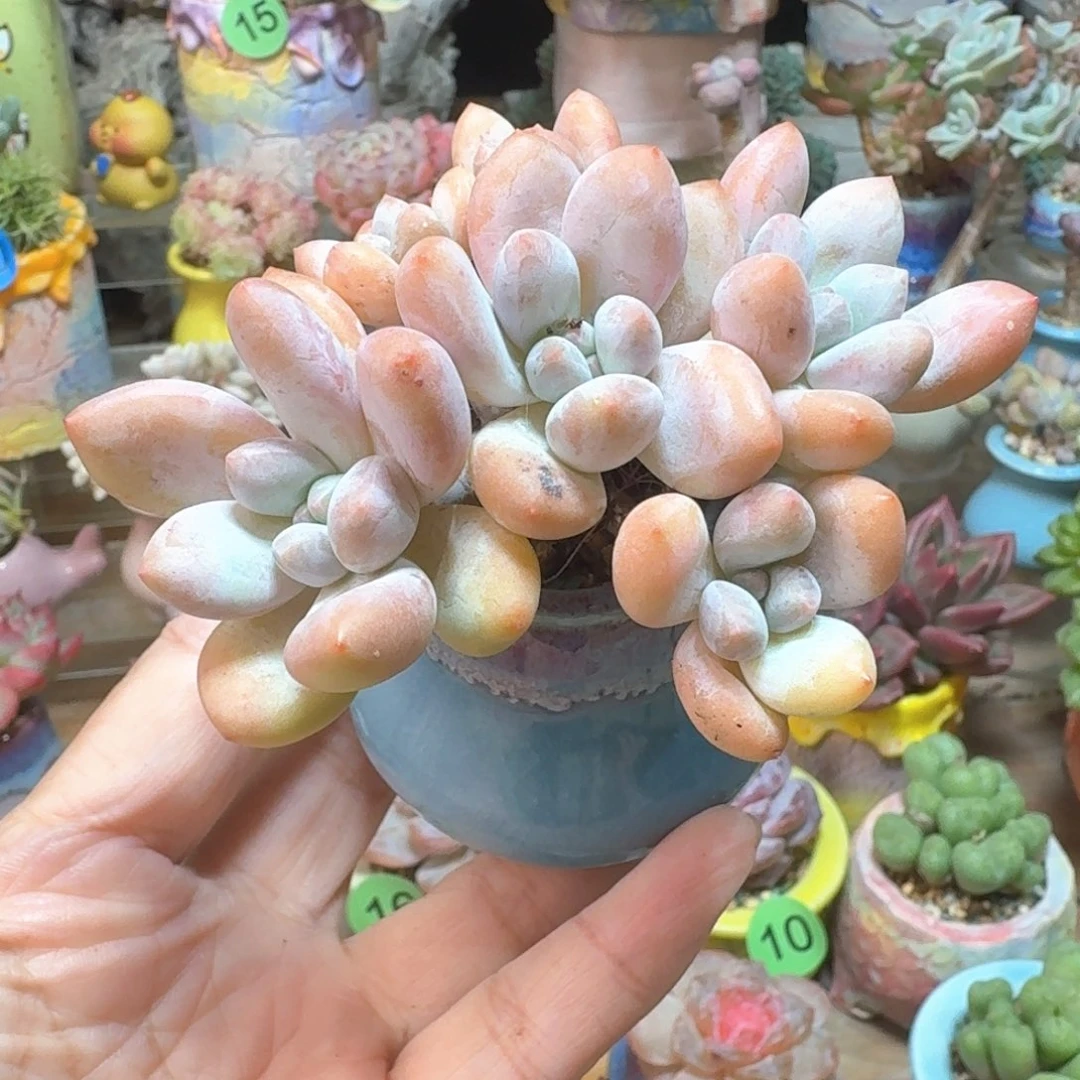 香水 多肉含盆土 一物一拍