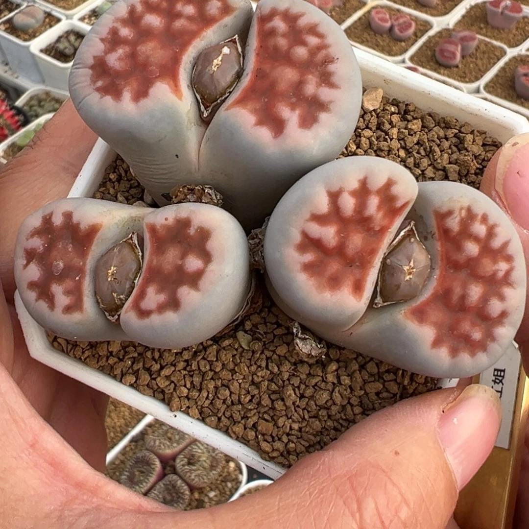 8年7厘米白底红朱唇多肉