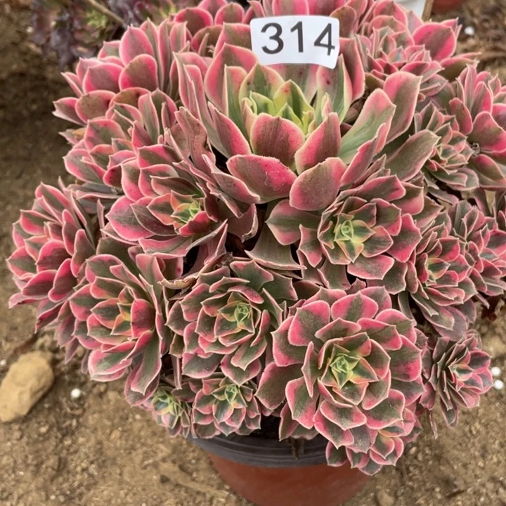 无花朵314多肉植物女妖