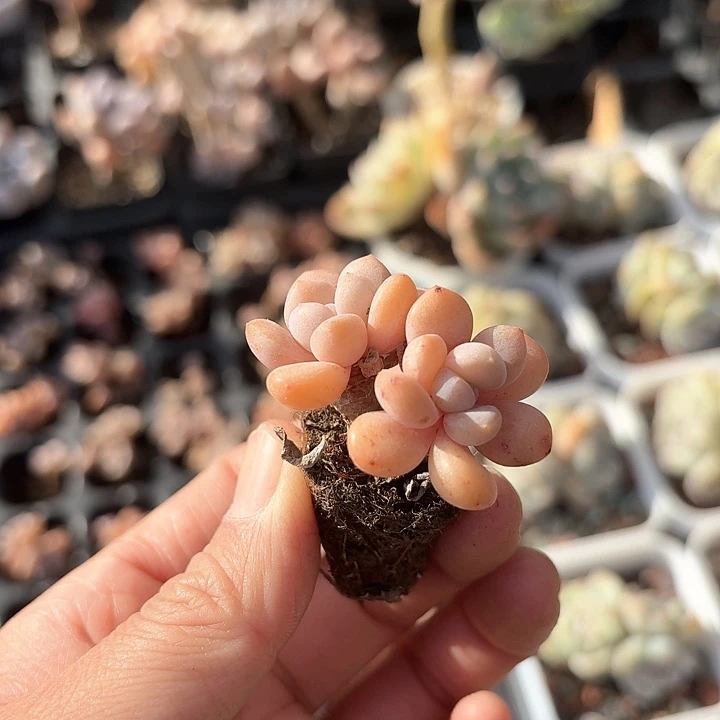 淡***笑b nv g y uuu 205