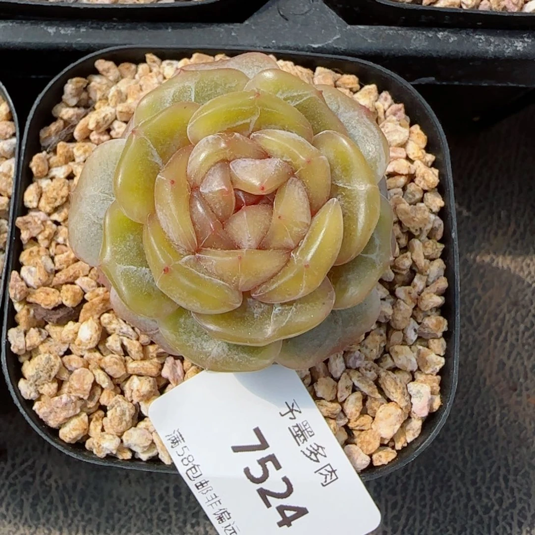 糖璃，7524多肉植物