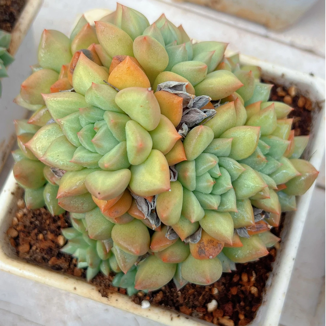 黄金象牙群无砍（11-13cm）脱土