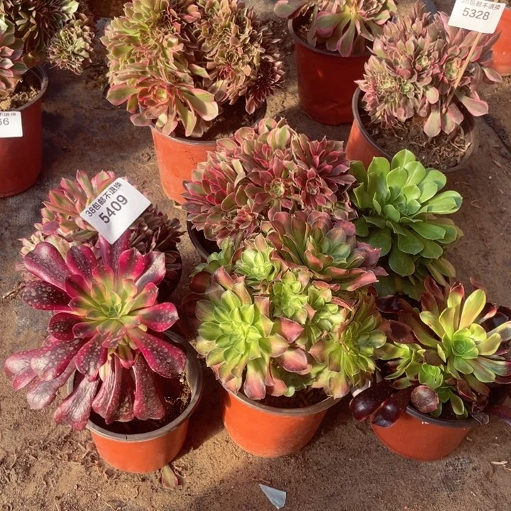 5409，手捧花套餐6颗