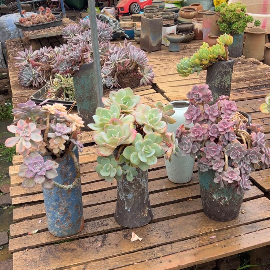 老桩三颗肉肉加盆加物流费