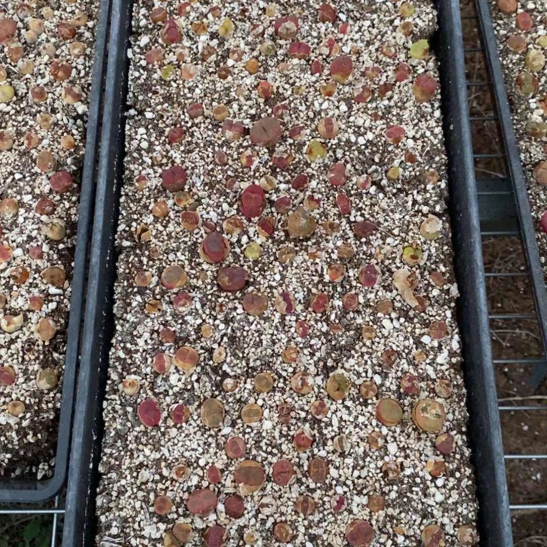 三***糖14341。    一筐。