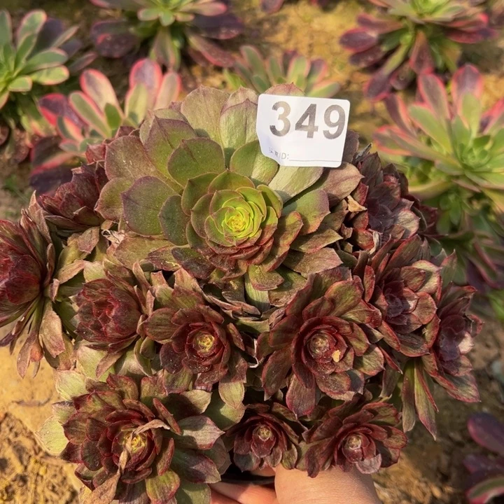 红霞多肉植物349