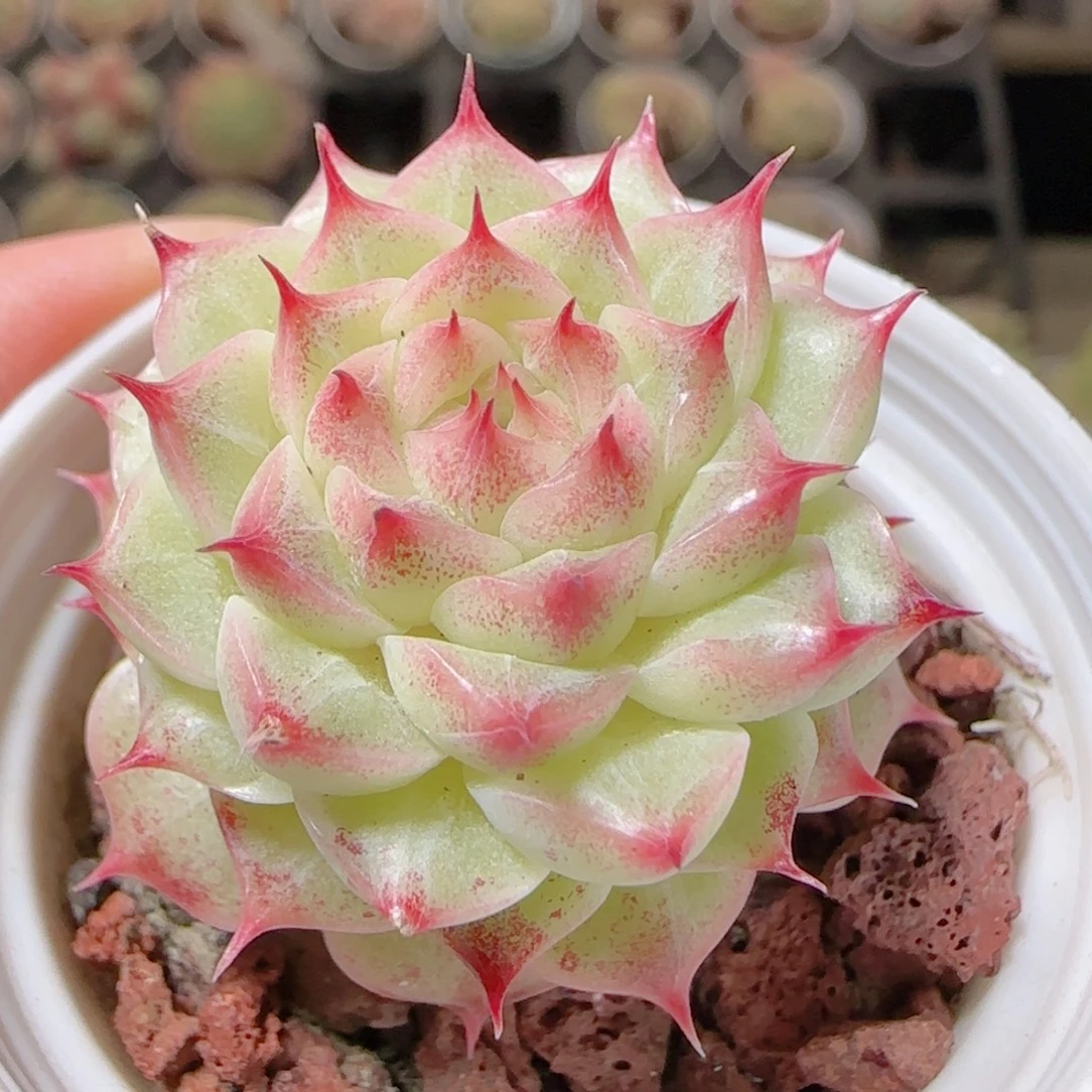 花语多肉1217-139