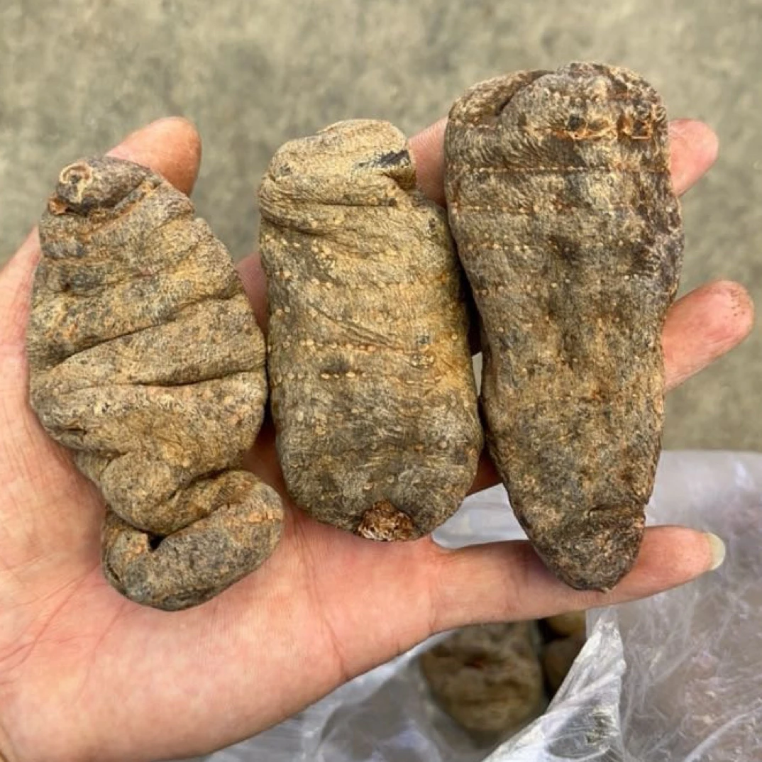 云南山货下山土天麻可煲汤磨粉滋补佳品