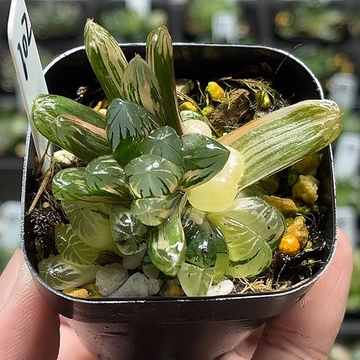 102群生残雪玉露锦