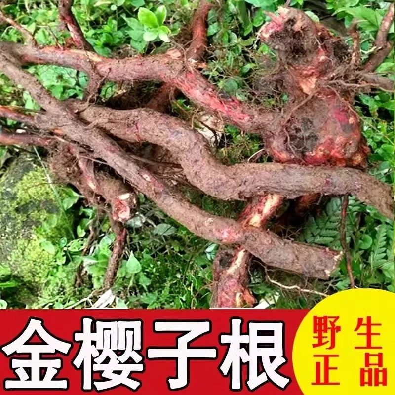 贵州野生金樱根金樱蔃脱骨丹金英根金樱子树根可泡酒煲汤新鲜自挖