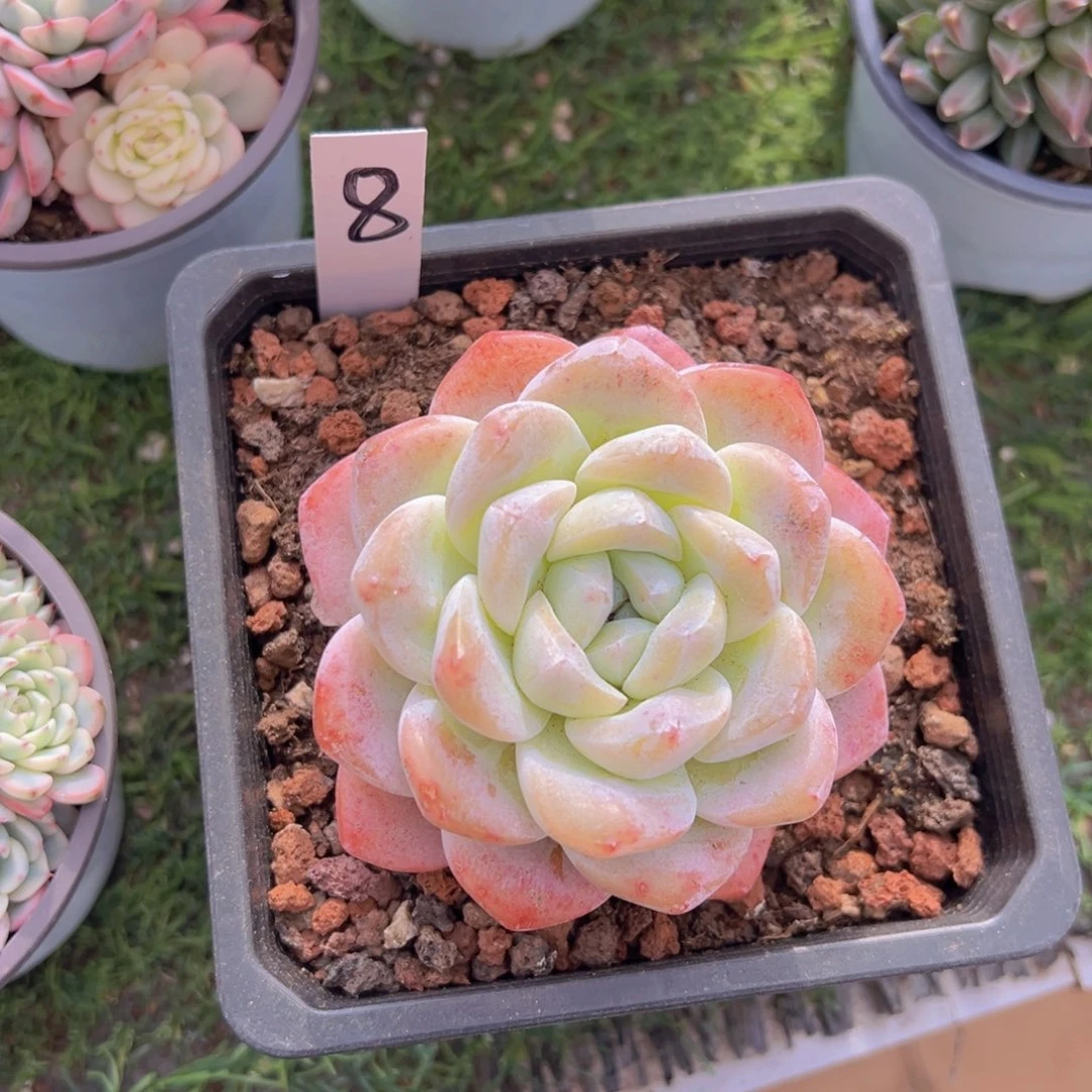 香玉的故事是一个人的故事吗