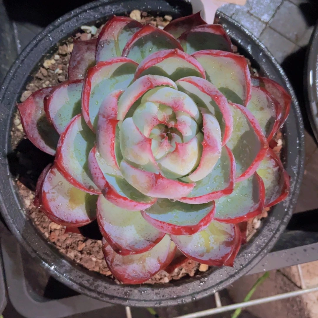 惊鸿仙子Ａ552一颗一物一拍