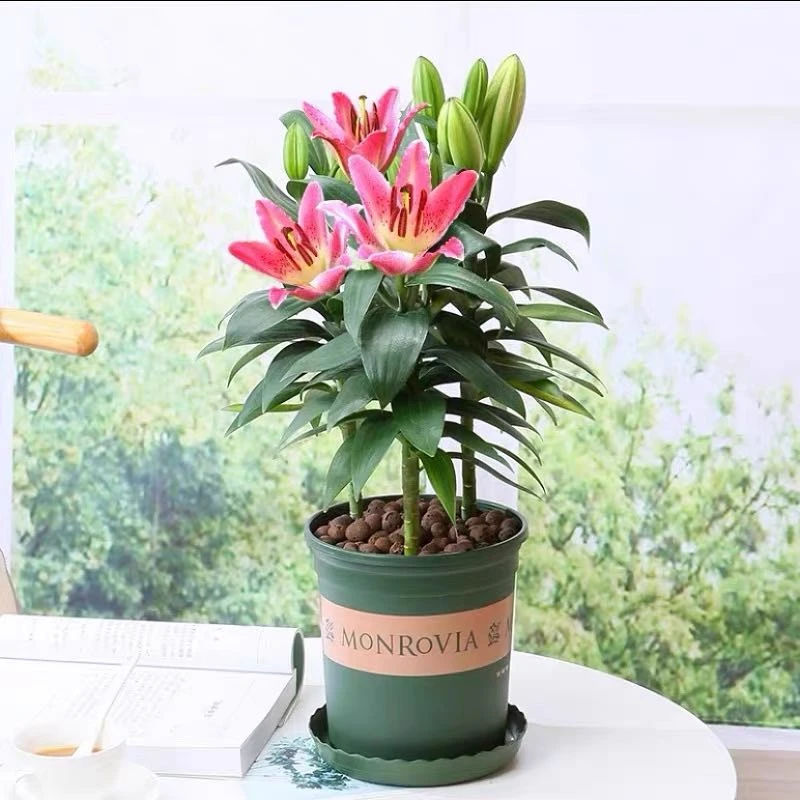 【新疆包邮】B级红百合（简易盆）花卉盆栽带花苞（下单送一袋蔬菜种）