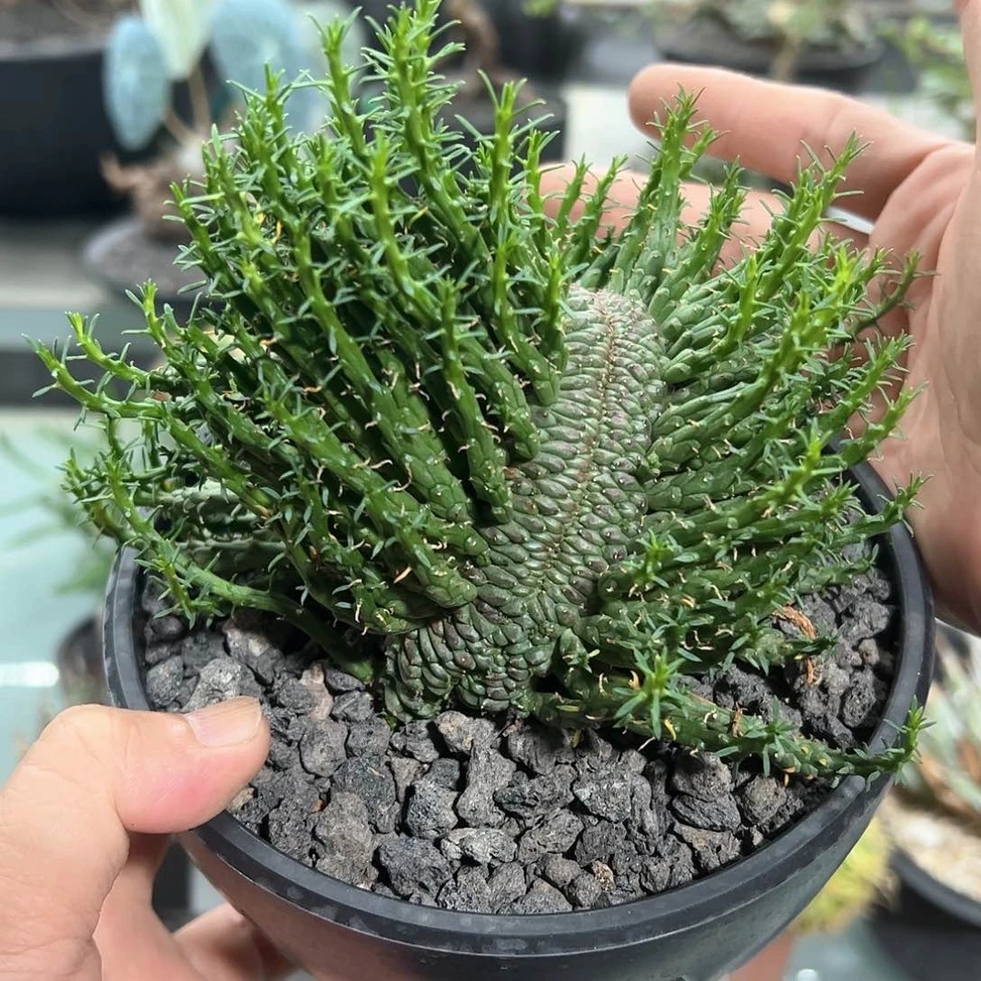 J*孔雀丸缀化666668888888