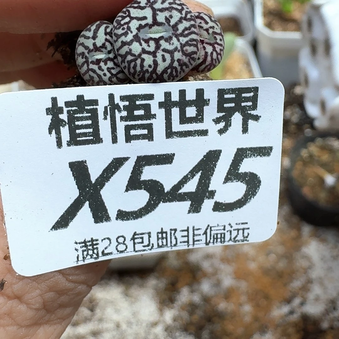 多肉植物多肉植物fc