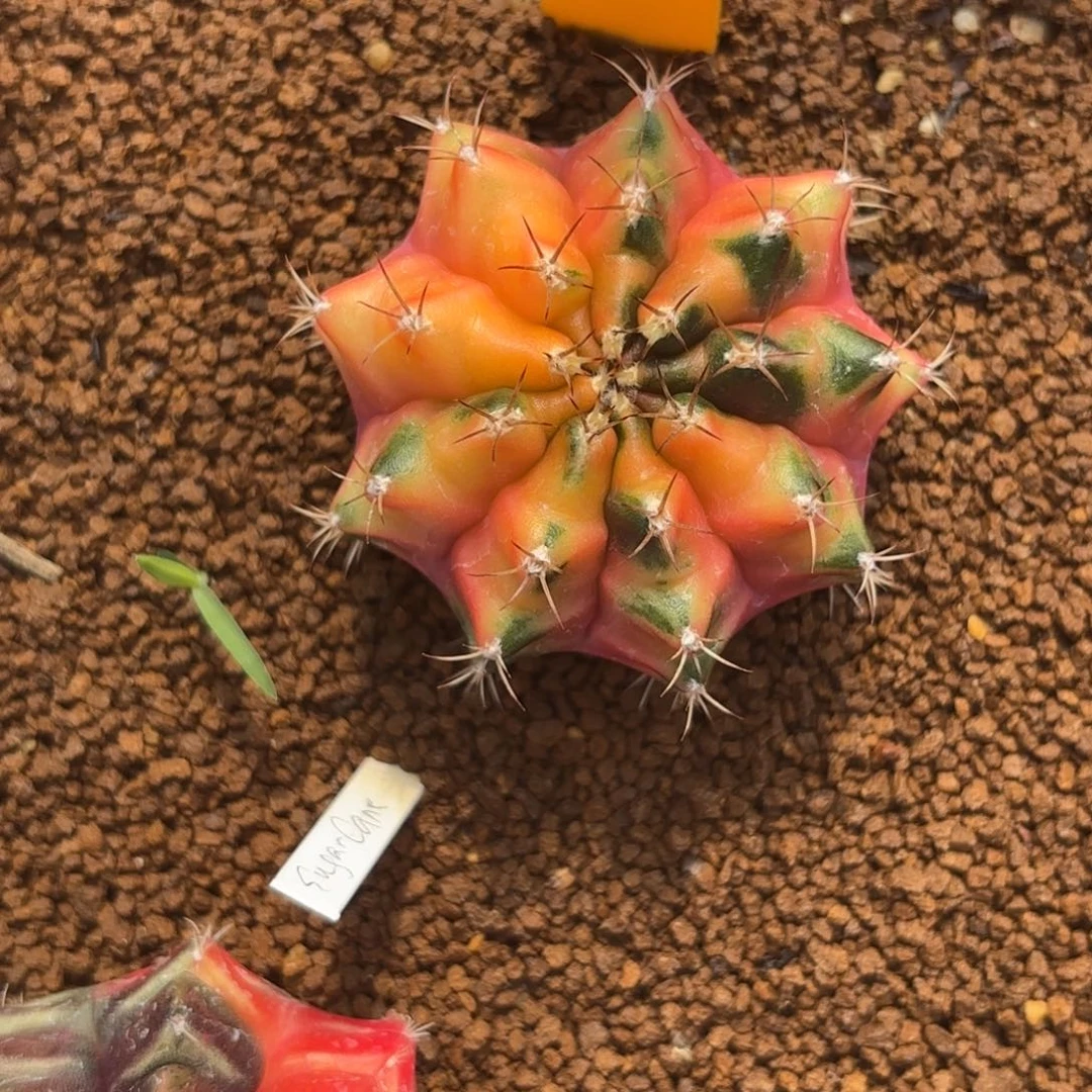 37-1228泰国发货多肉