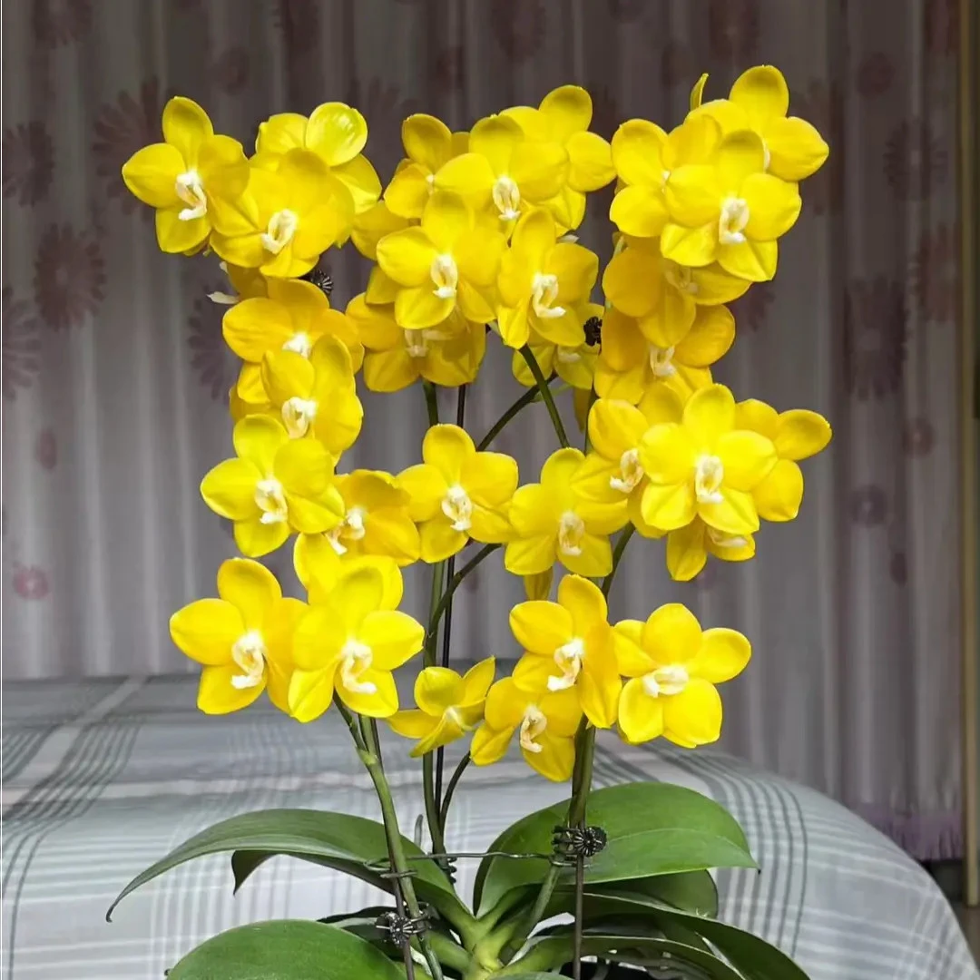 【保底3个花剑】带香味   蜡质花 吉祥如意蝴蝶兰 花剑刚出介意勿拍