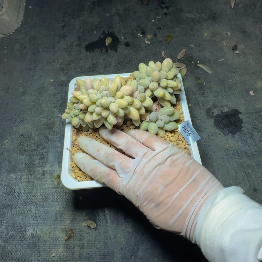 h h h h h h h h 25