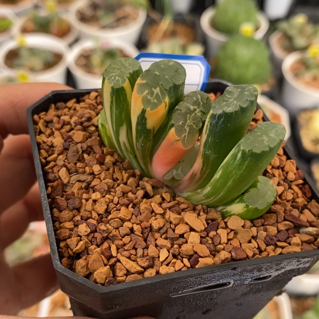 20号北斋玉扇锦多肉