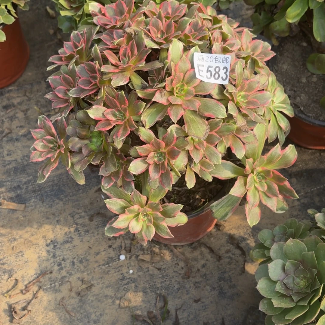 583多肉植物捧花的时候