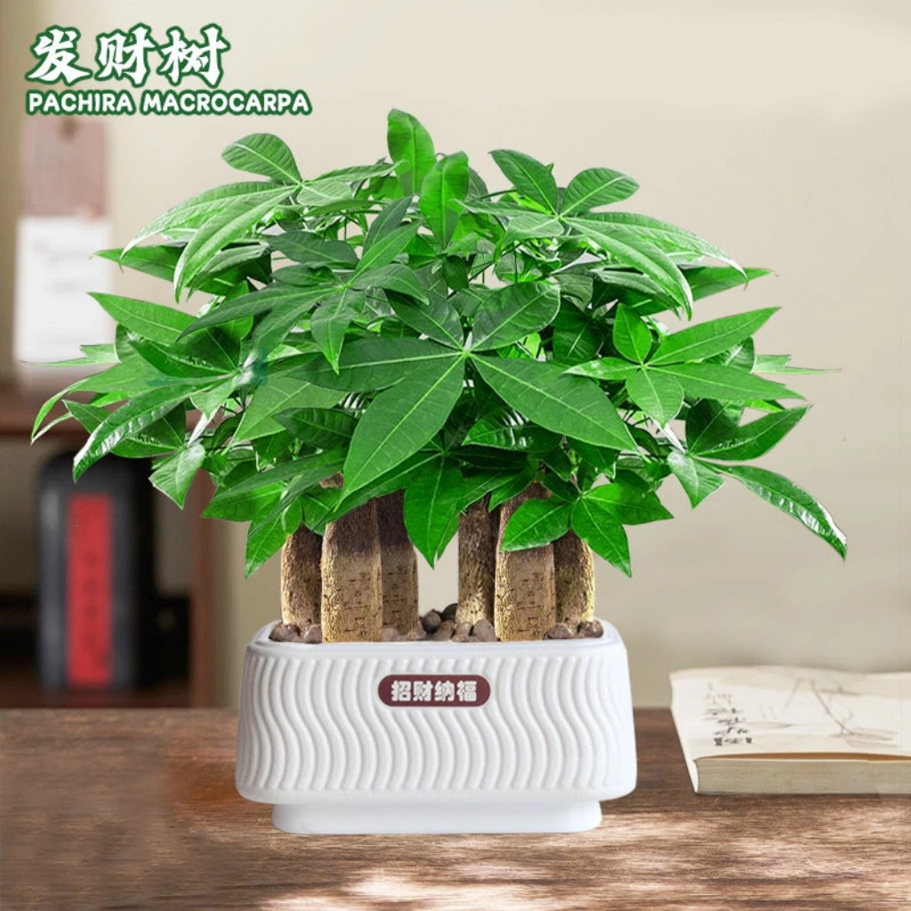 【6杆发财树】桌面绿植盆栽好养活花卉办公室耐旱懒人植物招财小树
