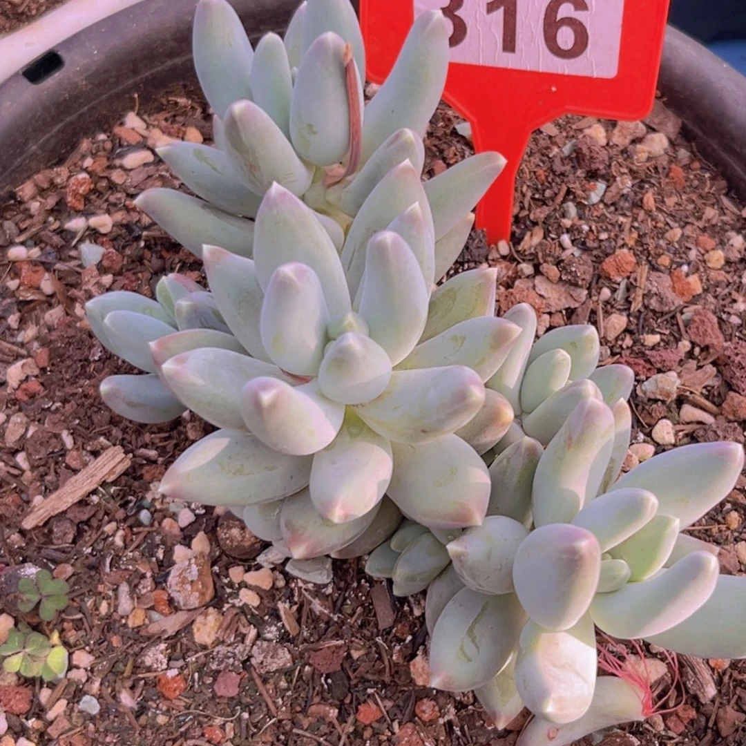 星空美人多肉植物316