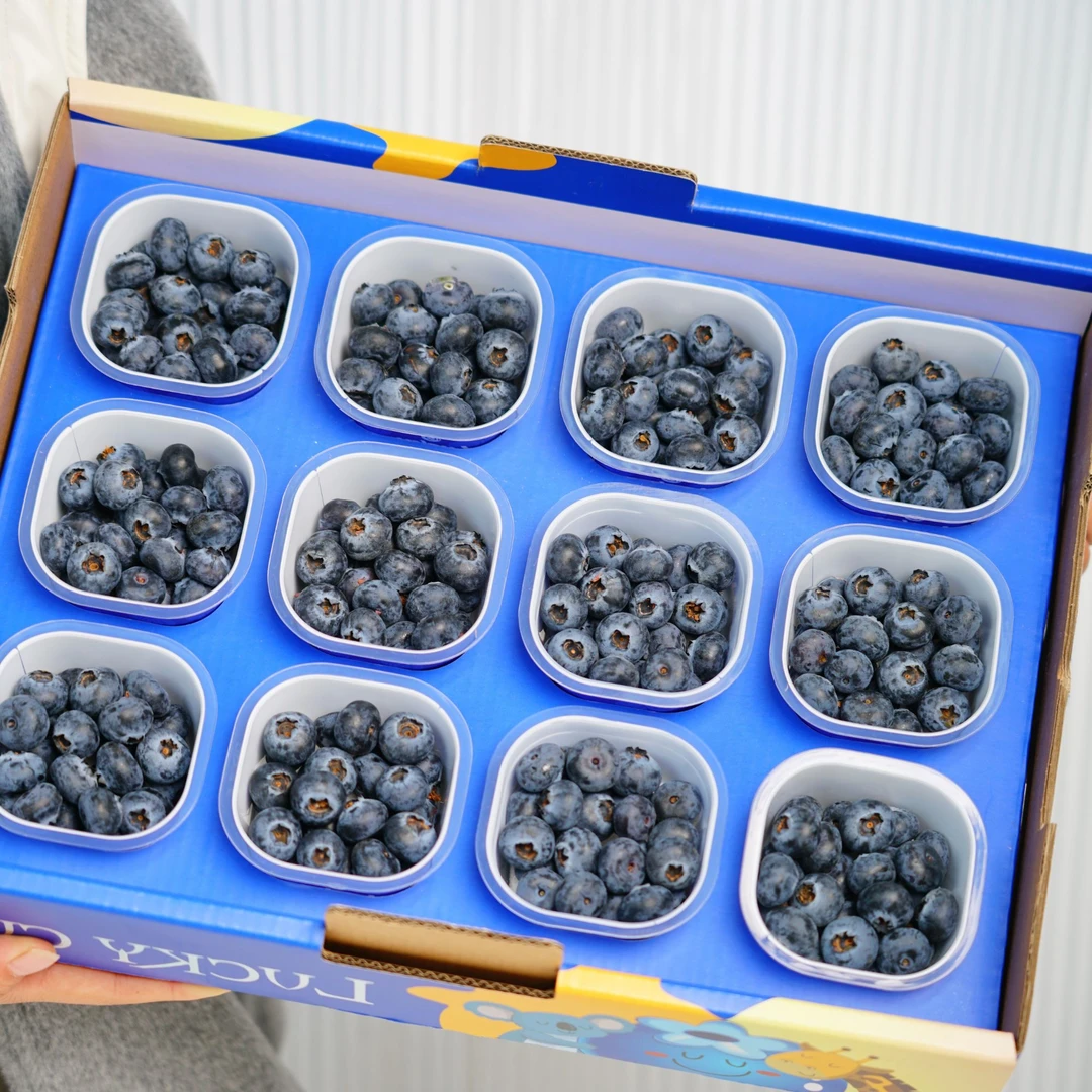 【顺丰包邮】云南超能杯蓝莓18+大果脆甜爆浆丰富花青素12杯