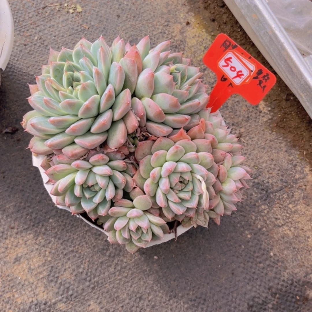 一**一佳人504多肉植物