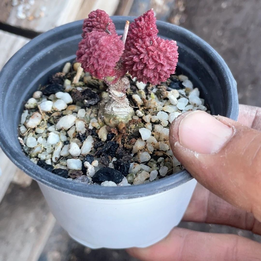 l***y老桩大油朱子玉带盆发货