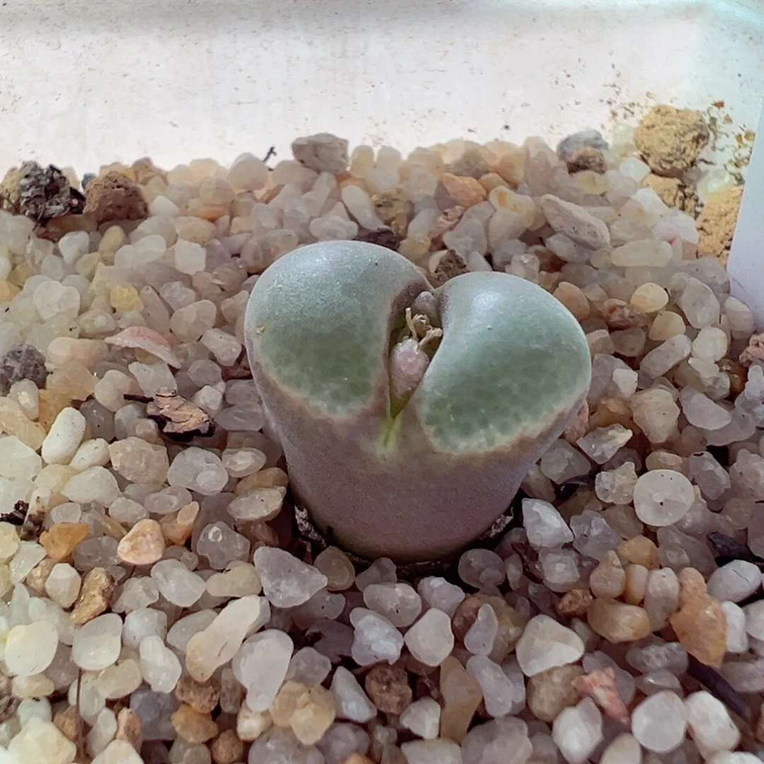 1203-462多肉多日