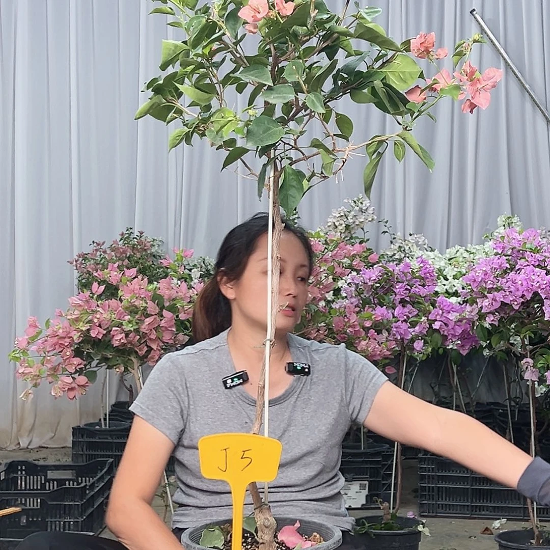 黔***馆当前无花栽培后可以开花J5不甜西瓜