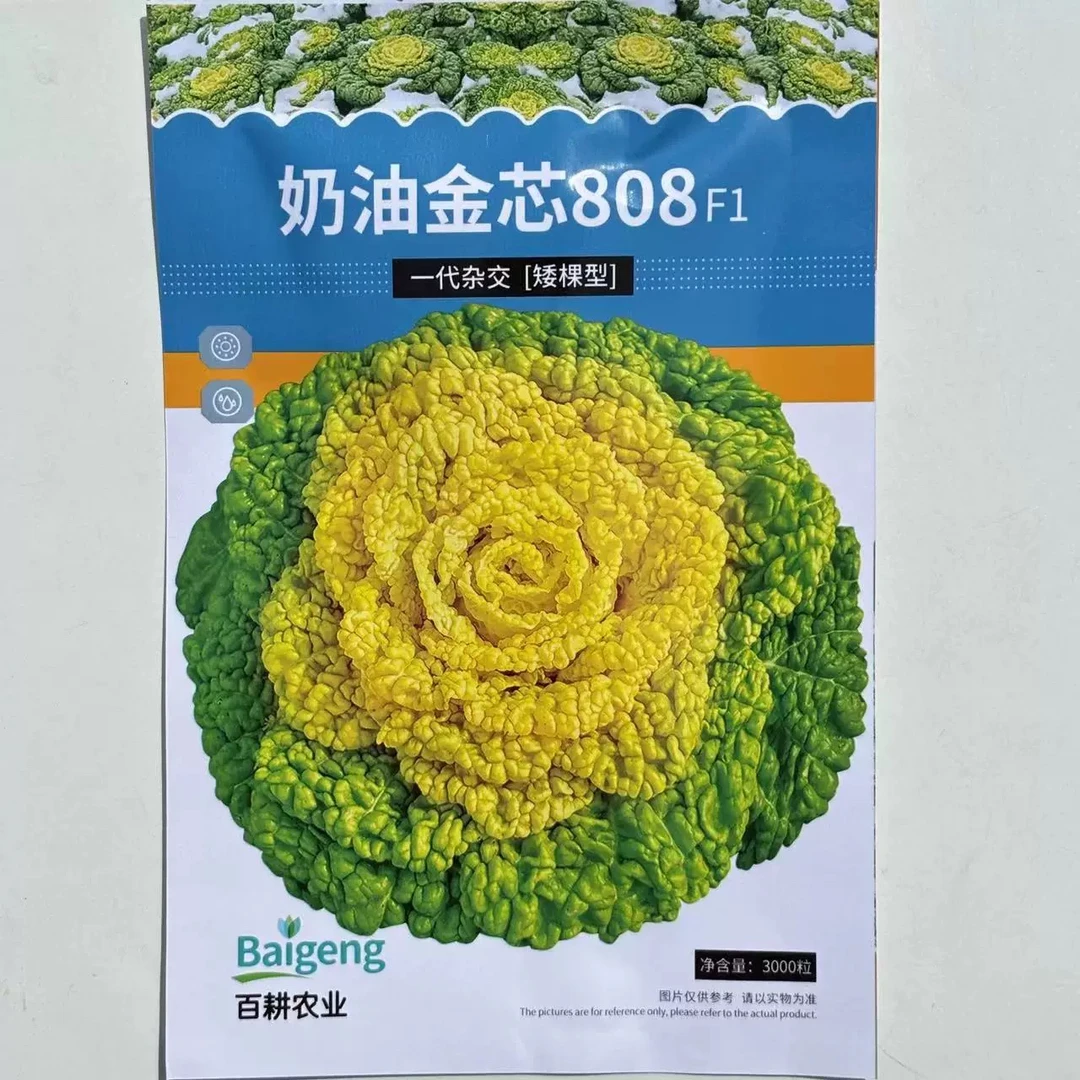 奶油金芯808黄心乌塌菜种子耐寒耐湿大田庭院种植菊花菜蔬菜种子