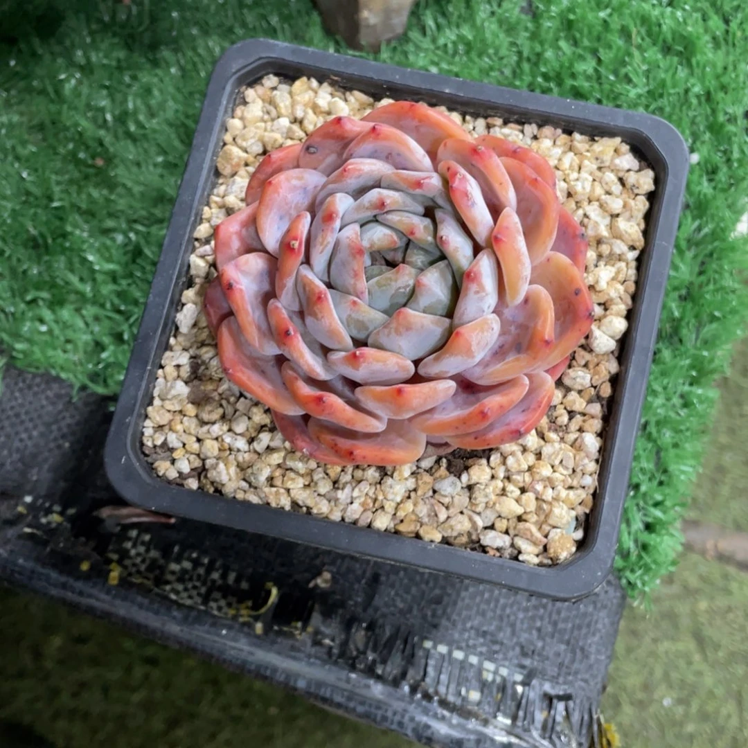 豆总精品多肉植物