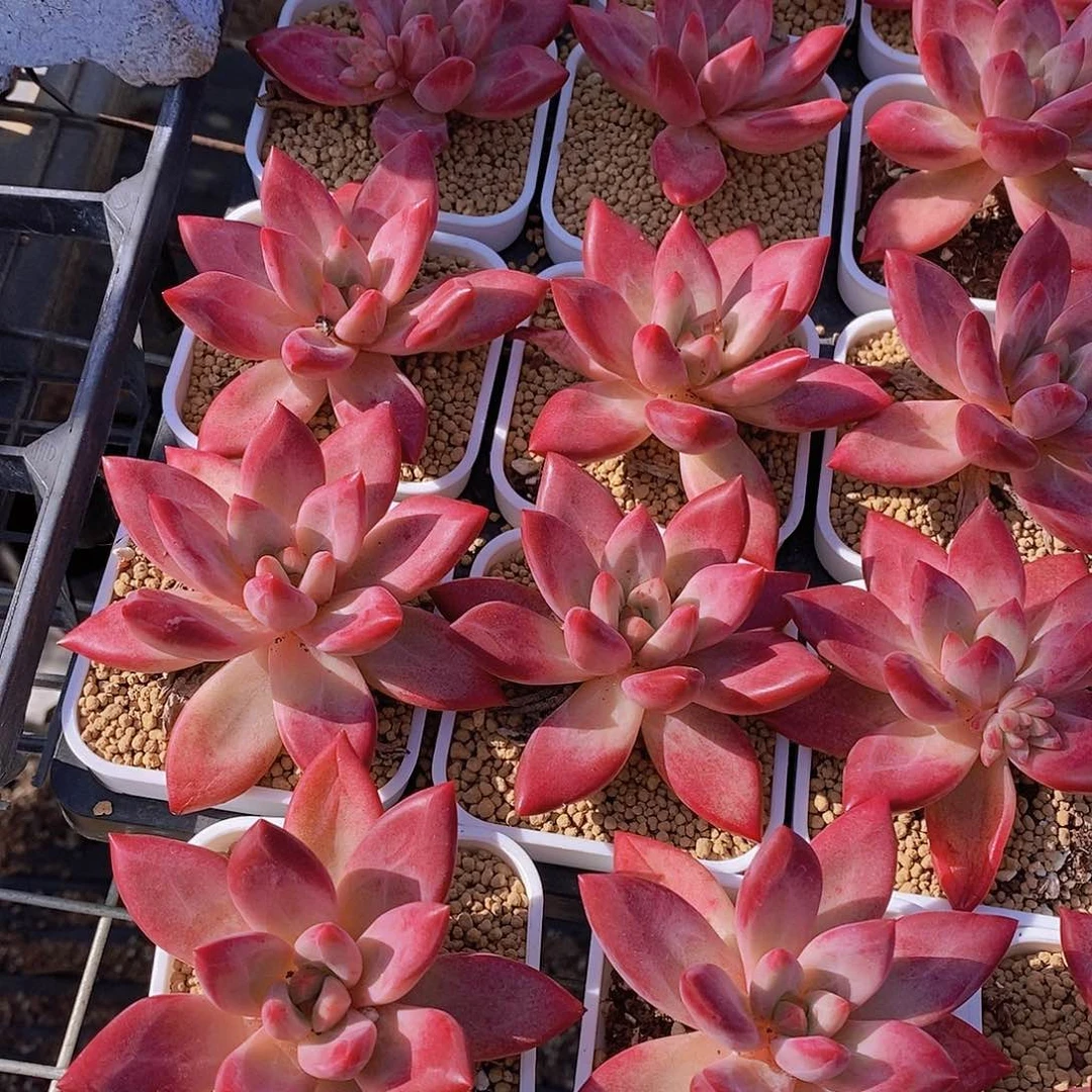 0612- 新品知音单头一颗量拍