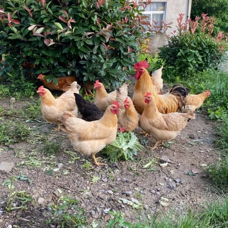 农家土鸡2-2.3斤