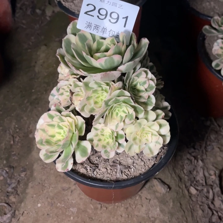 迈巴赫的的人2991