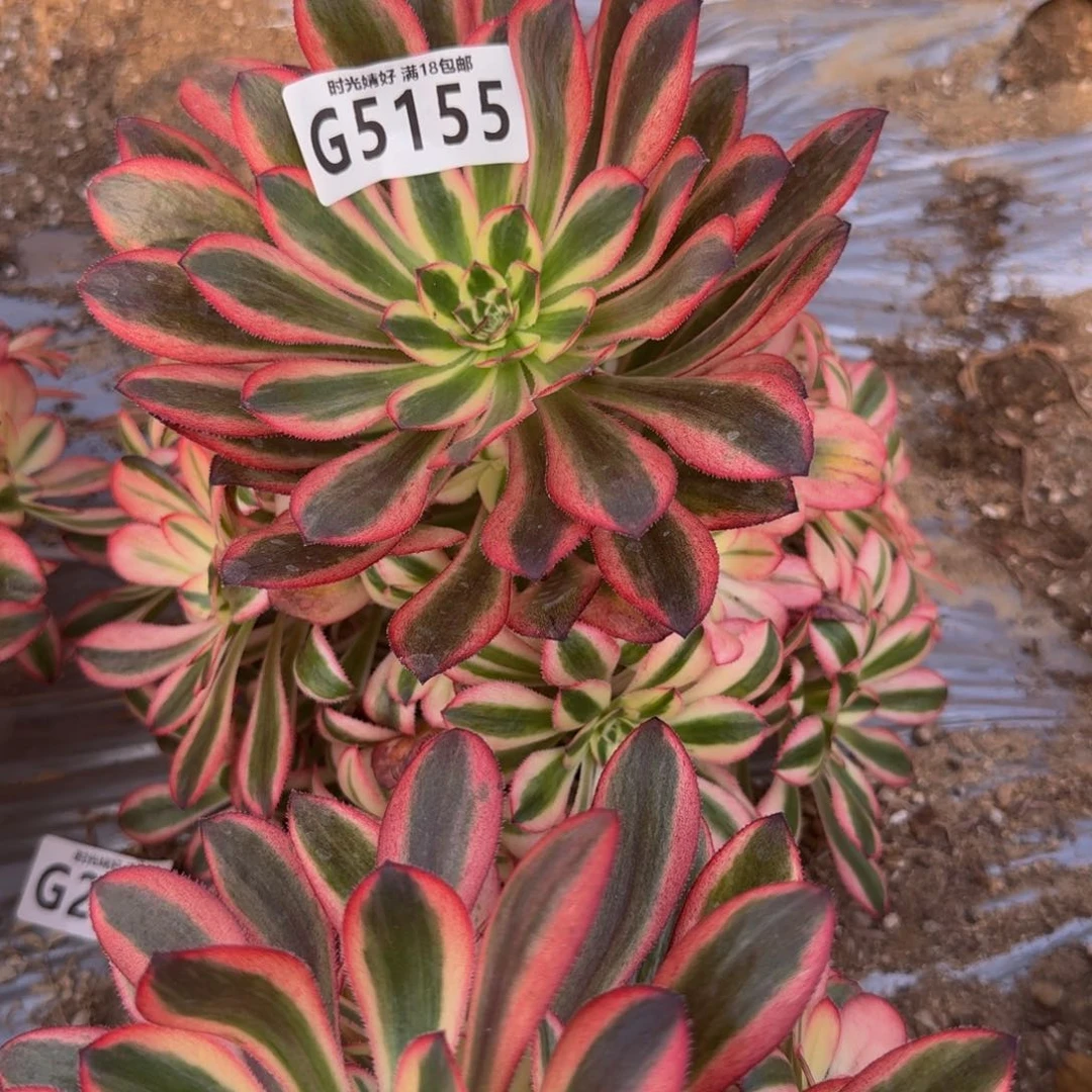 漫**端5155初恋。多肉植物
