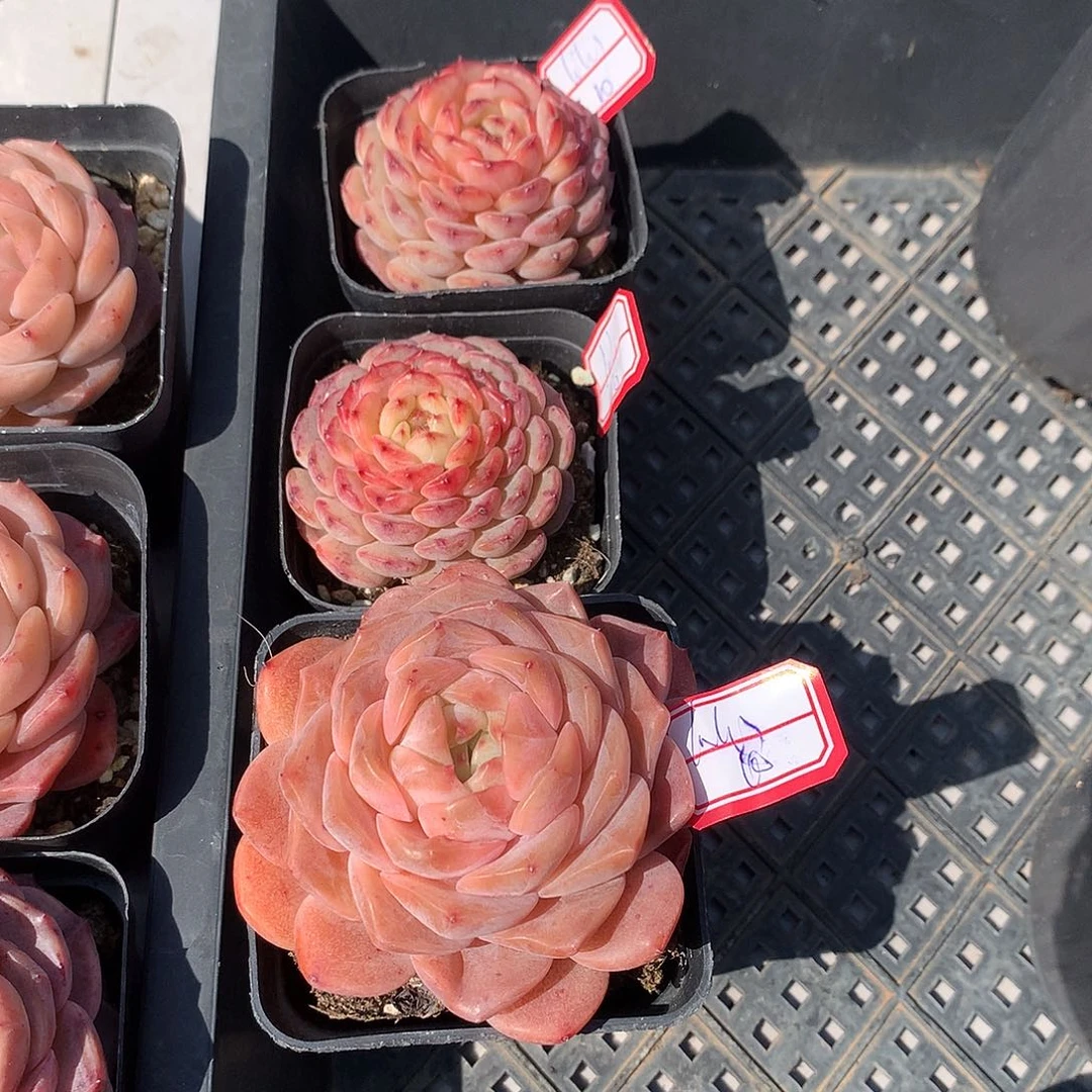 纯爱，白胖子两颗