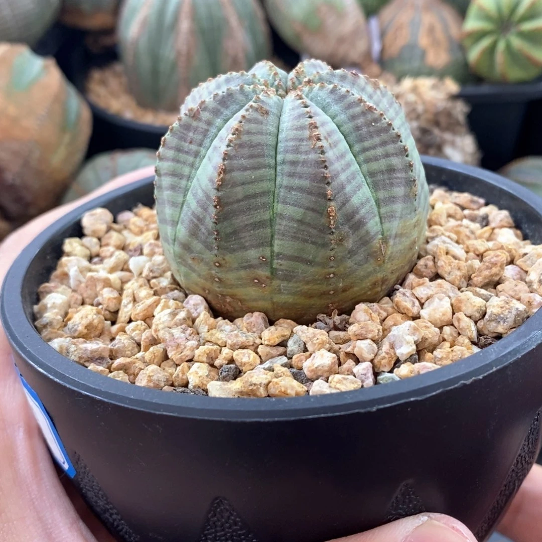 欧系实生布纹球多肉植物