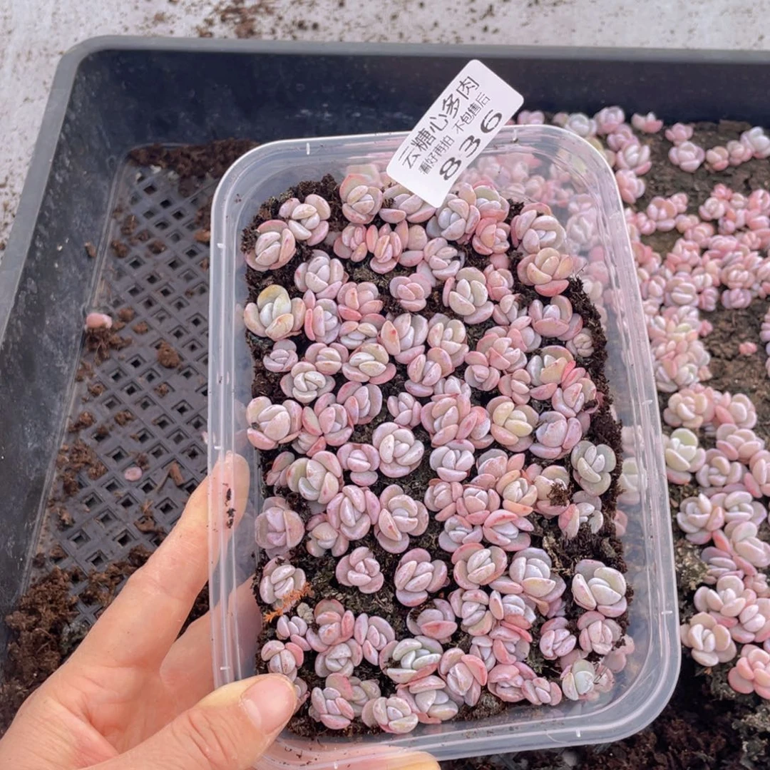 云糖心多肉植物836