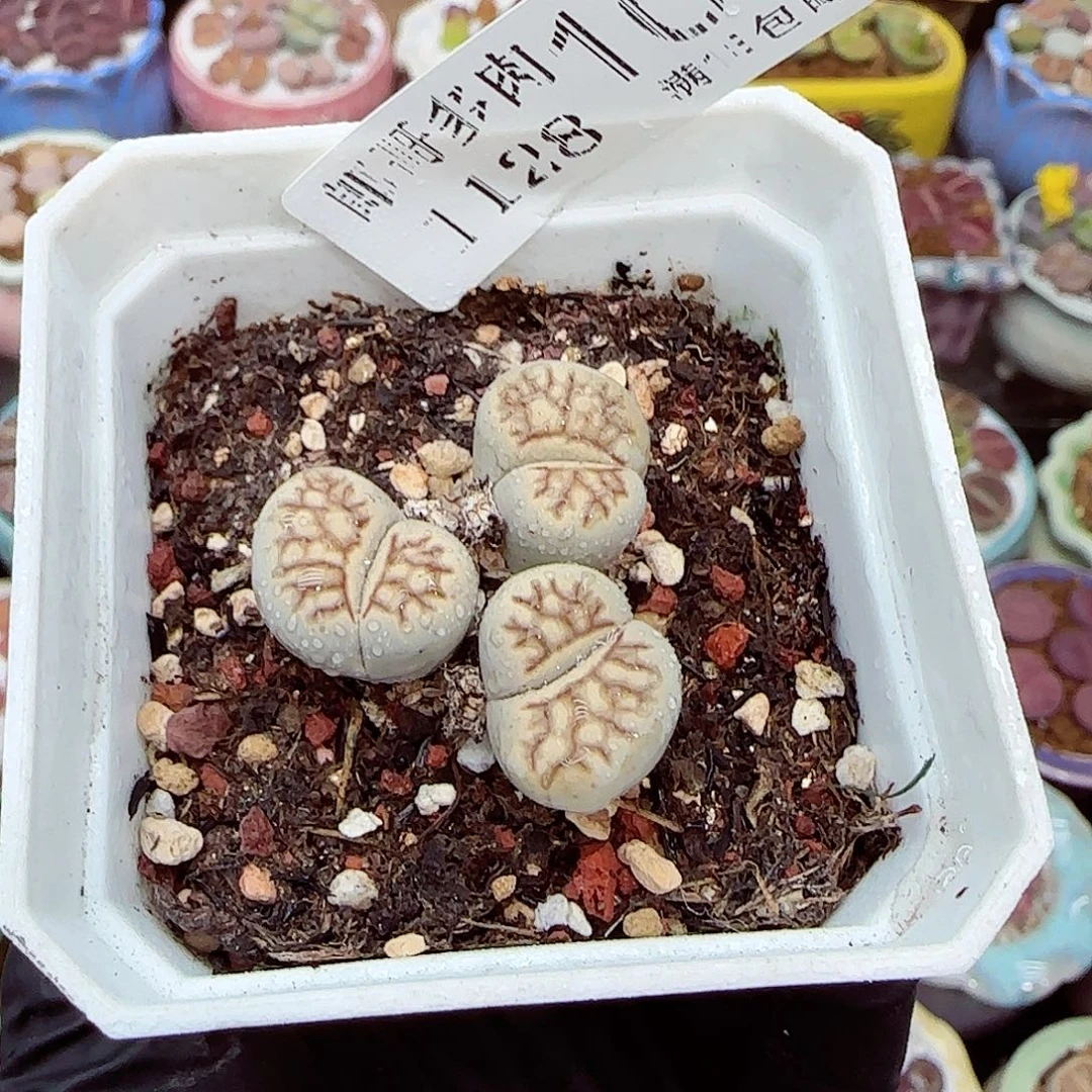 生石花满18包邮1128-108