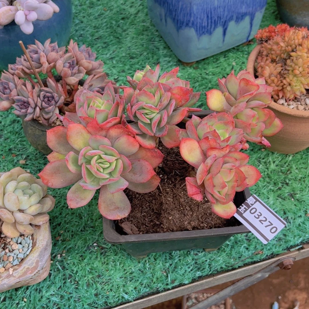 倚***畔绮罗多肉植物03270