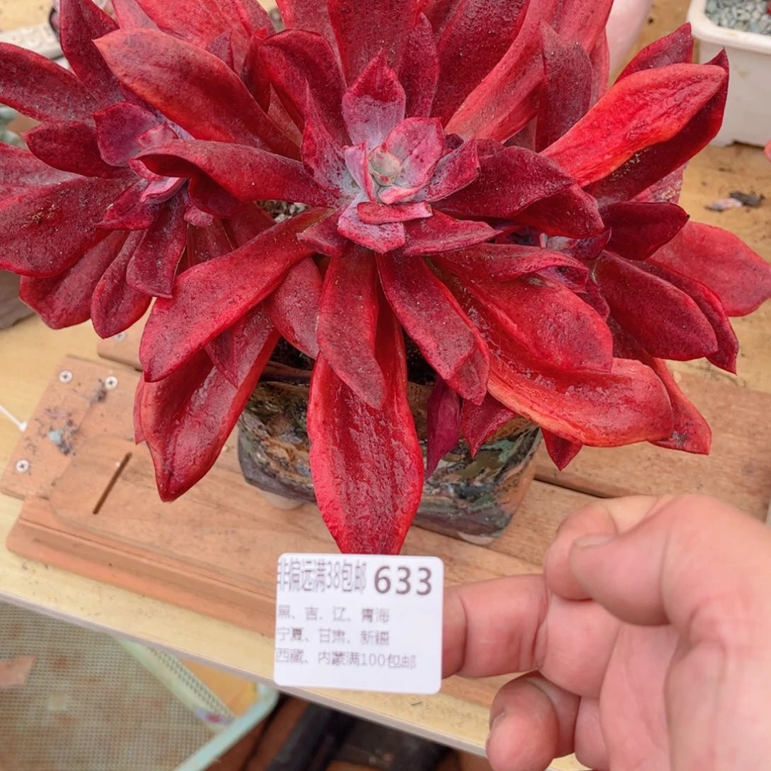 633带盆德华多肉