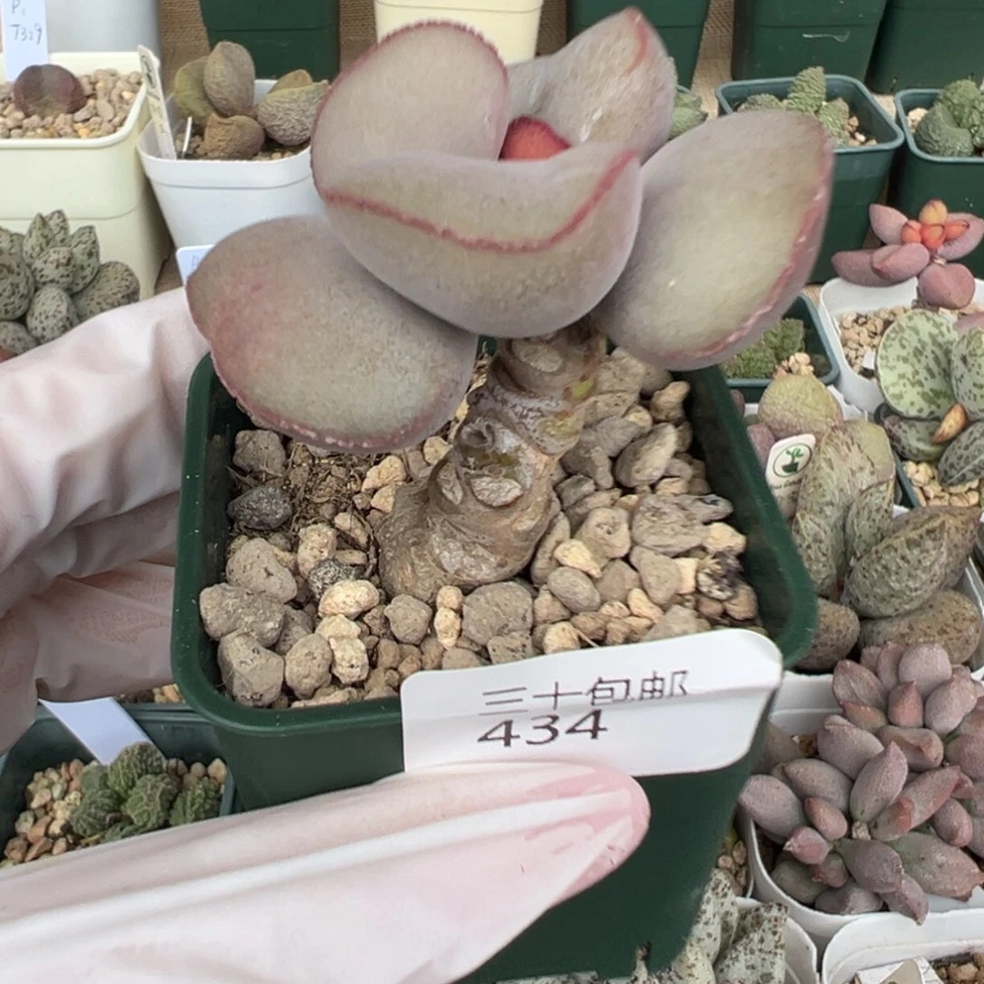 434红蛋老桩花朵型实生