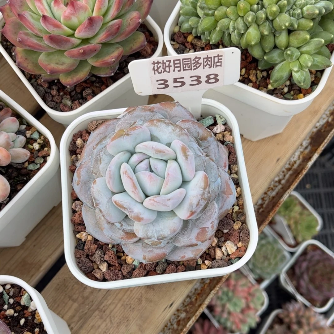 半***夏多肉植物3538. 满30包邮