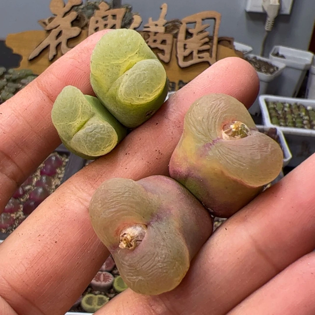 【闪购商品】0000000019