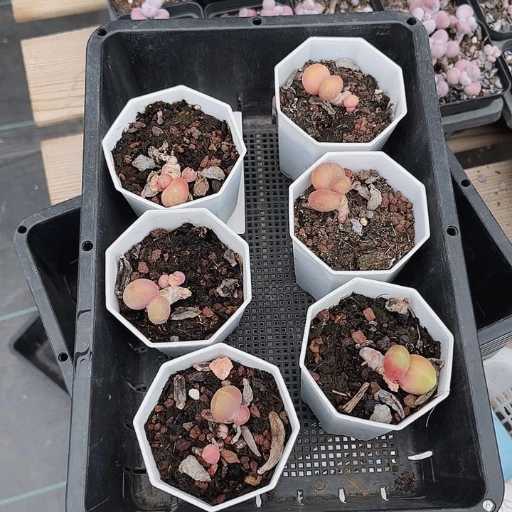 64密密麻麻密密麻麻吗