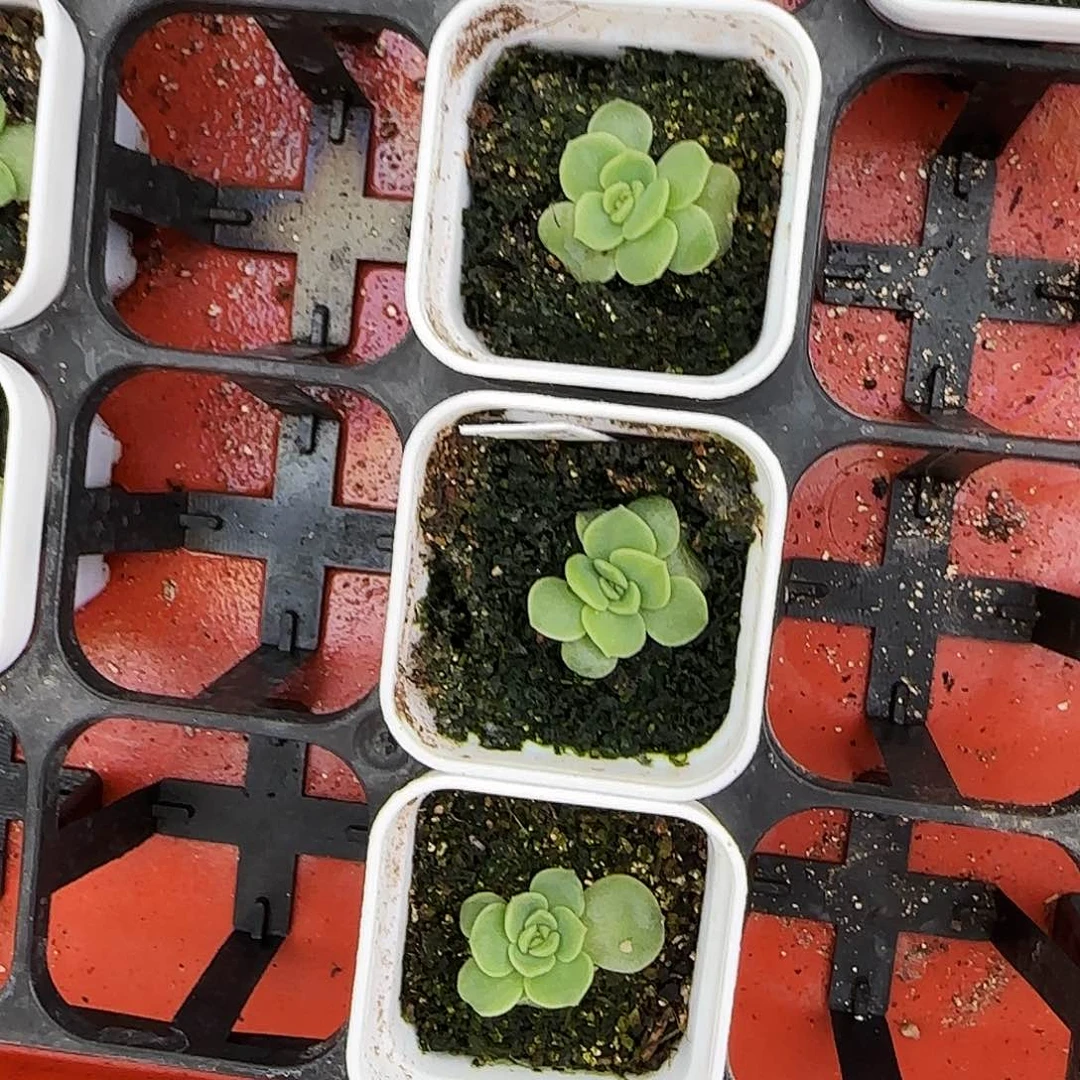 宫花冷弦盆一个满25包邮