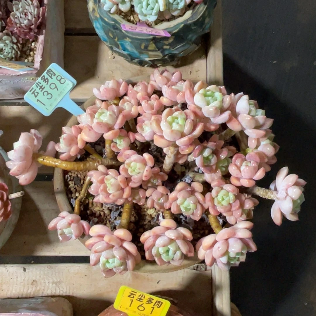 J***S云尘多肉一物一拍不含盆1398