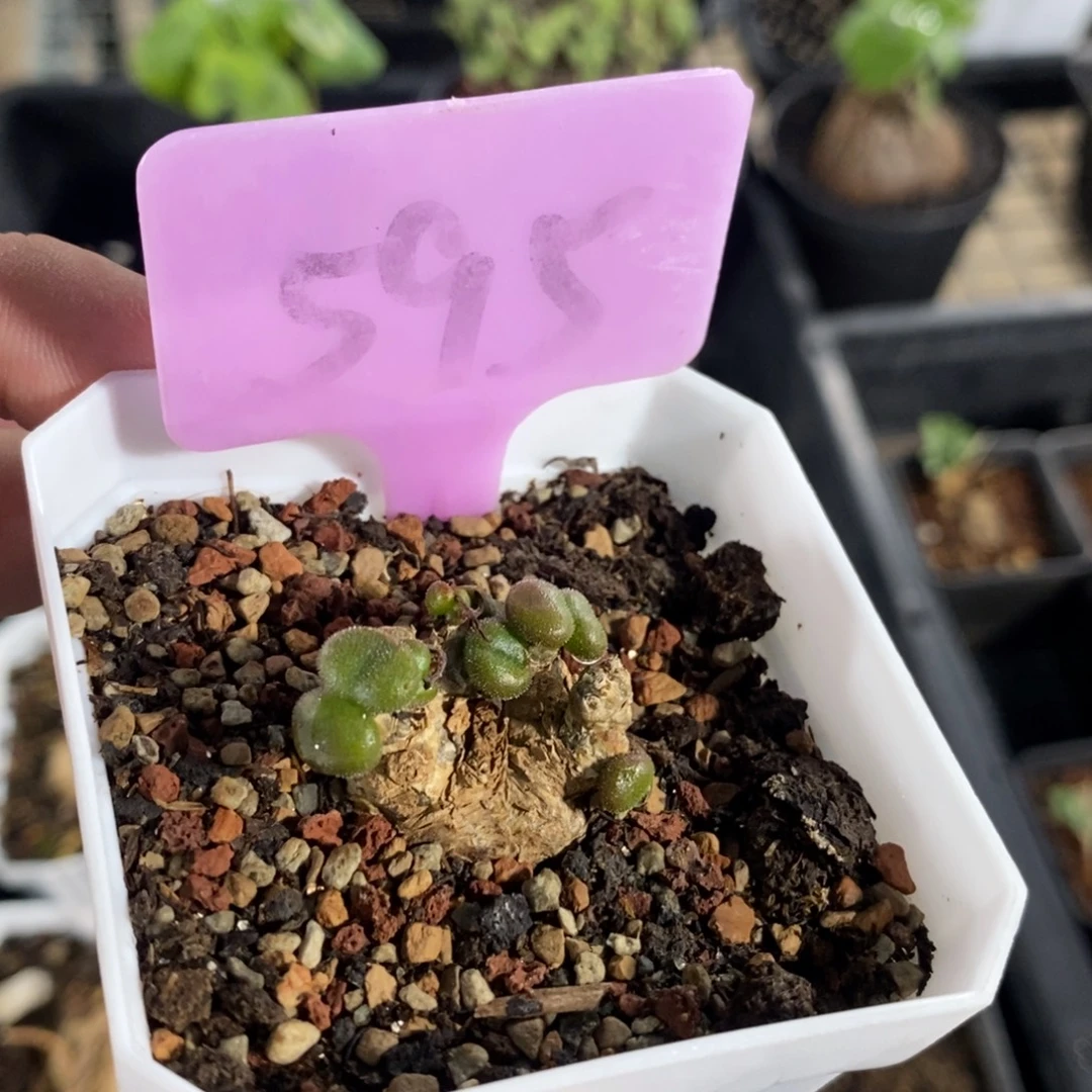 石膏奇峰景多肉植物一个